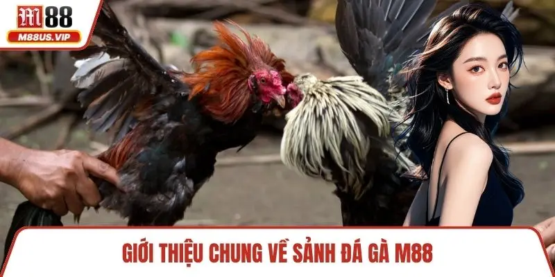Giới thiệu chung về sảnh đá gà M88