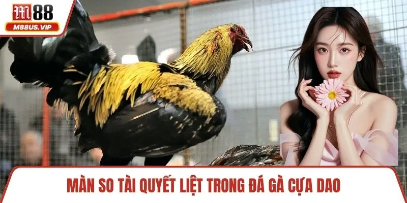 Màn so tài quyết liệt trong đá gà cựa dao