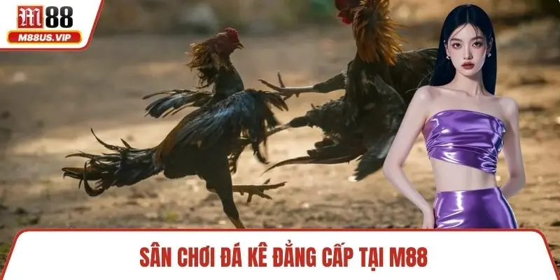 Sân chơi đá kê đẳng cấp tại M88