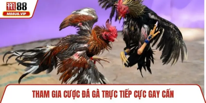 Tham gia cược đá gà trực tiếp cực gay cấn