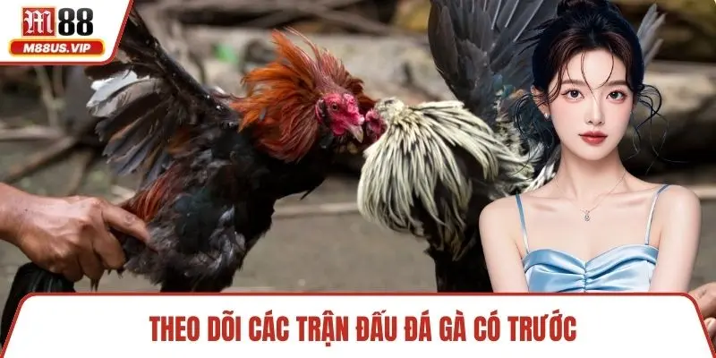 Theo dõi các trận đấu đá gà có trước