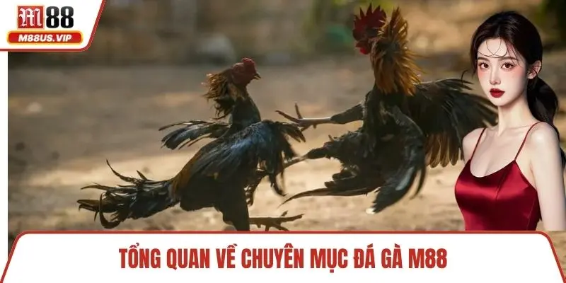 Tổng quan về chuyên mục đá gà M88